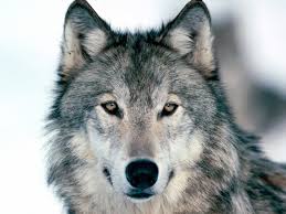 wolf color Personality