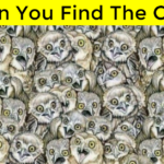 Can You Spot The Cat Hiding In Plain Sight Amongst The Owl?